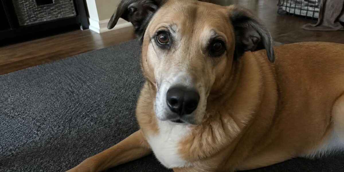 Stop Dog From Pulling on Leash: Equipment and Training