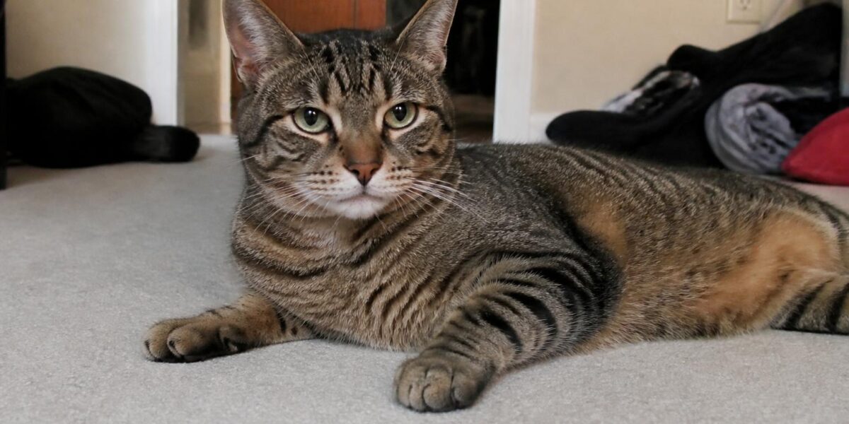 Stressed Cat: Signs of Stress in Cats & How to Help