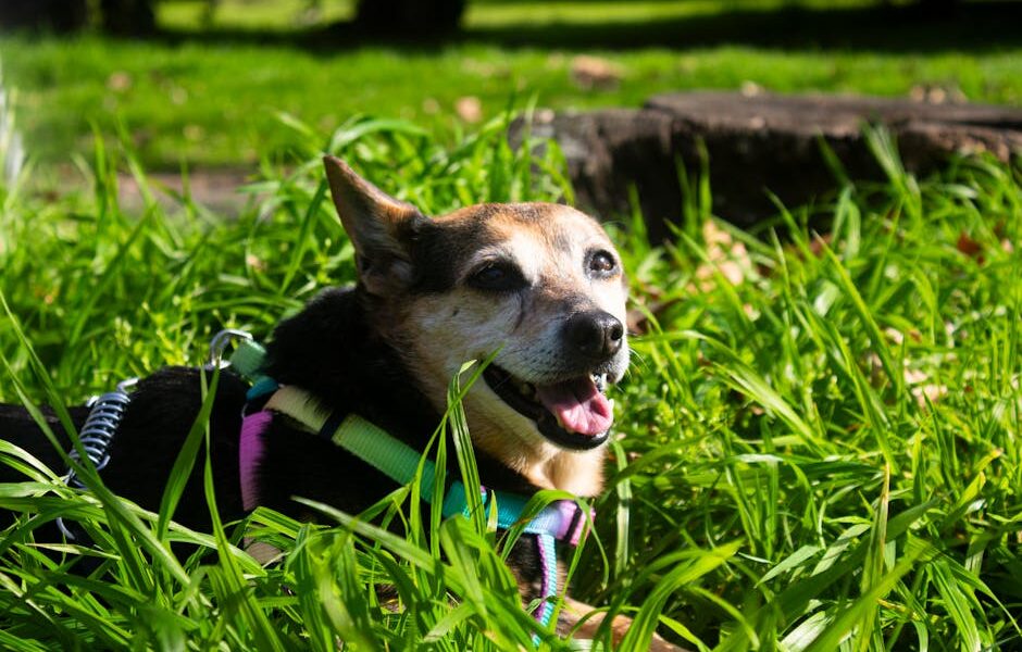 A cheerful dog enjoying a sunny day in the lush greenery of a Montevideo park.