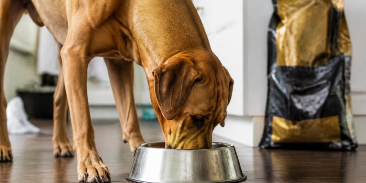 Taste of the Wild Pet Food Review: Honest Pros and Cons