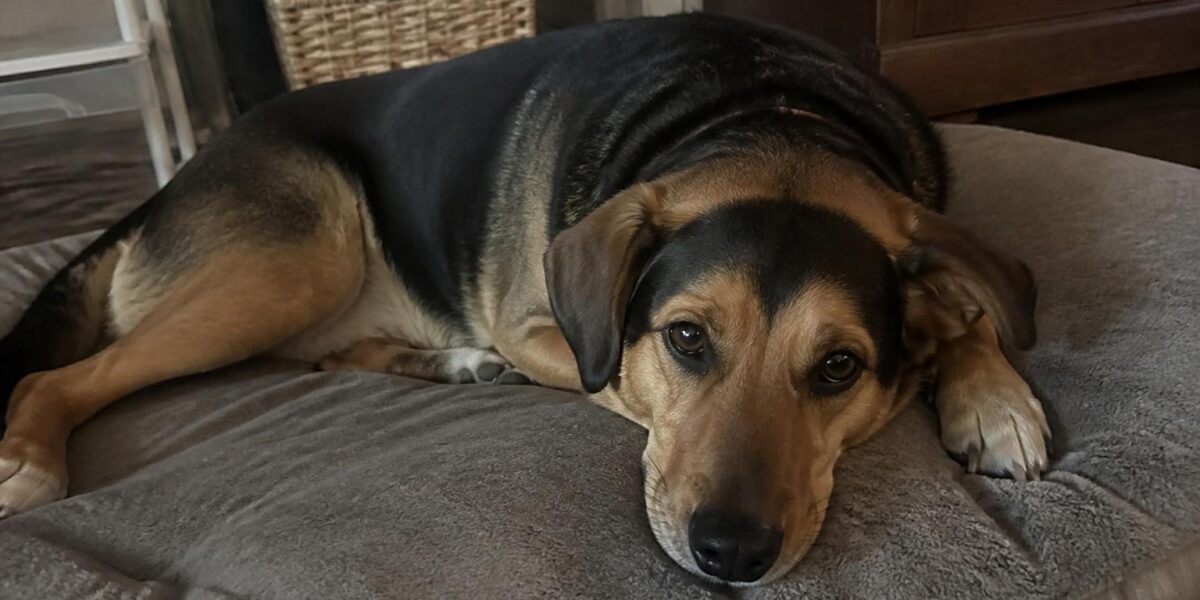 How to Teach a Dog to Come When Called: Recall Training Guide