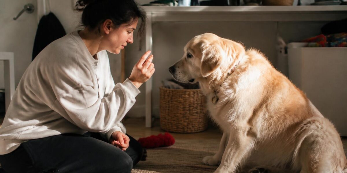How to Teach a Dog to Fetch: Complete Guide
