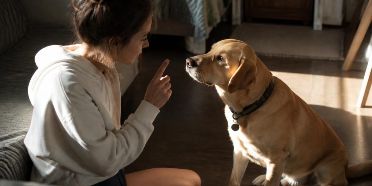 How to Teach a Dog to Heel: Step-by-Step Guide