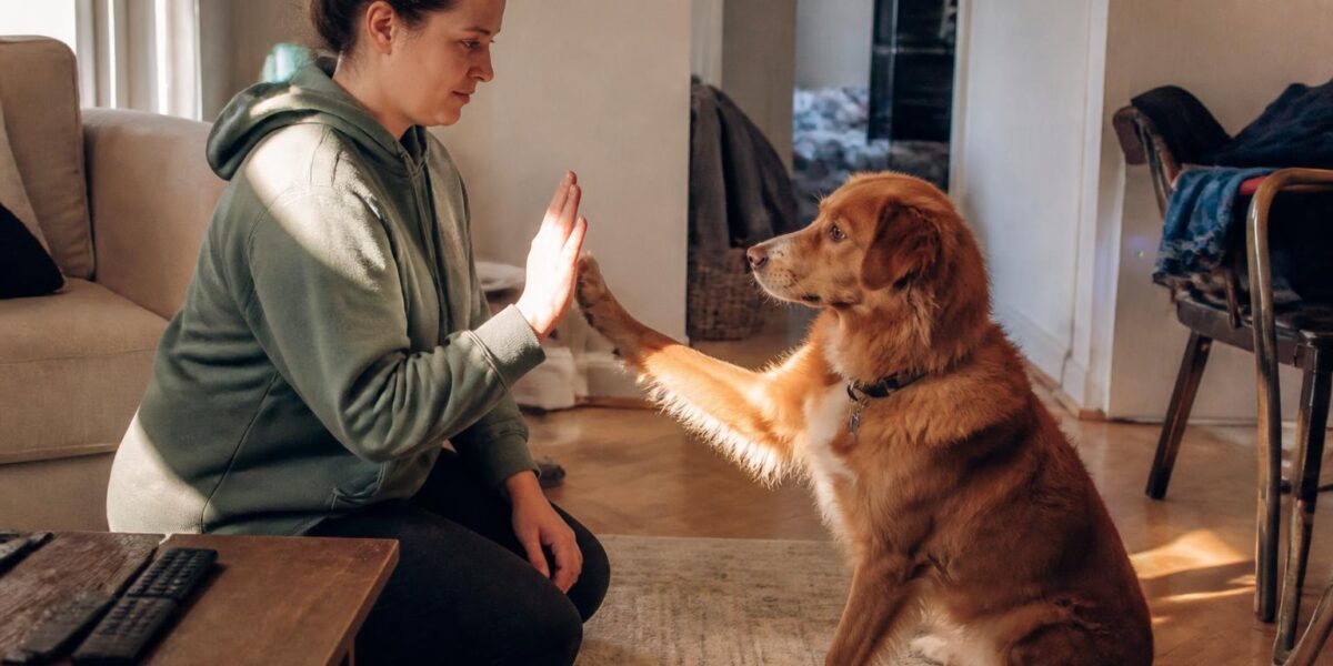 How to Teach a Dog to Sit: Step-by-Step Guide