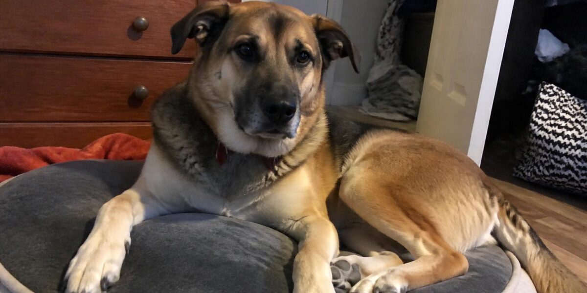Teenage Dog Behavior Changes: What to Expect