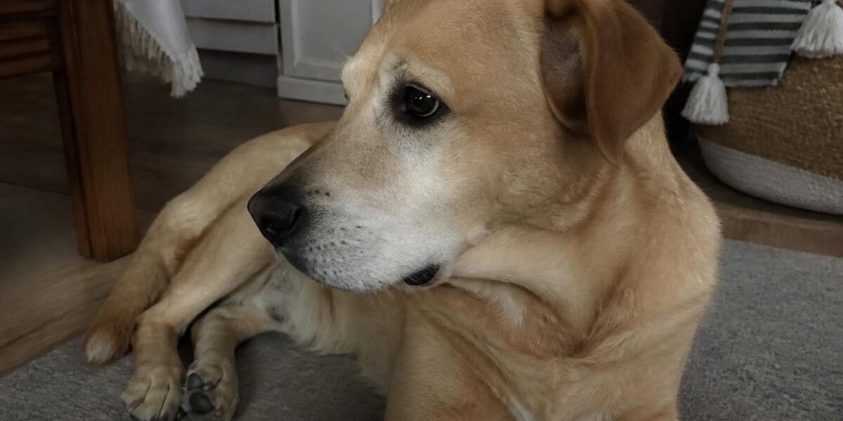 Teenage Puppy Regression: Why Trained Behaviors Disappear