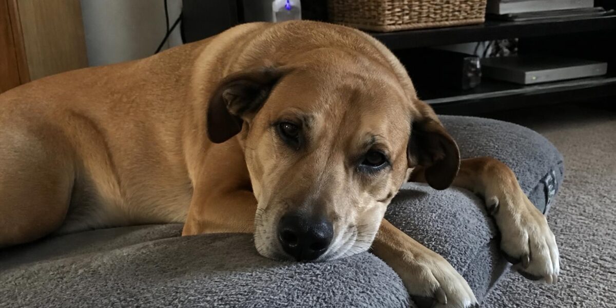 3-3-3 Rule for Rescue Dogs: Decompression Timeline