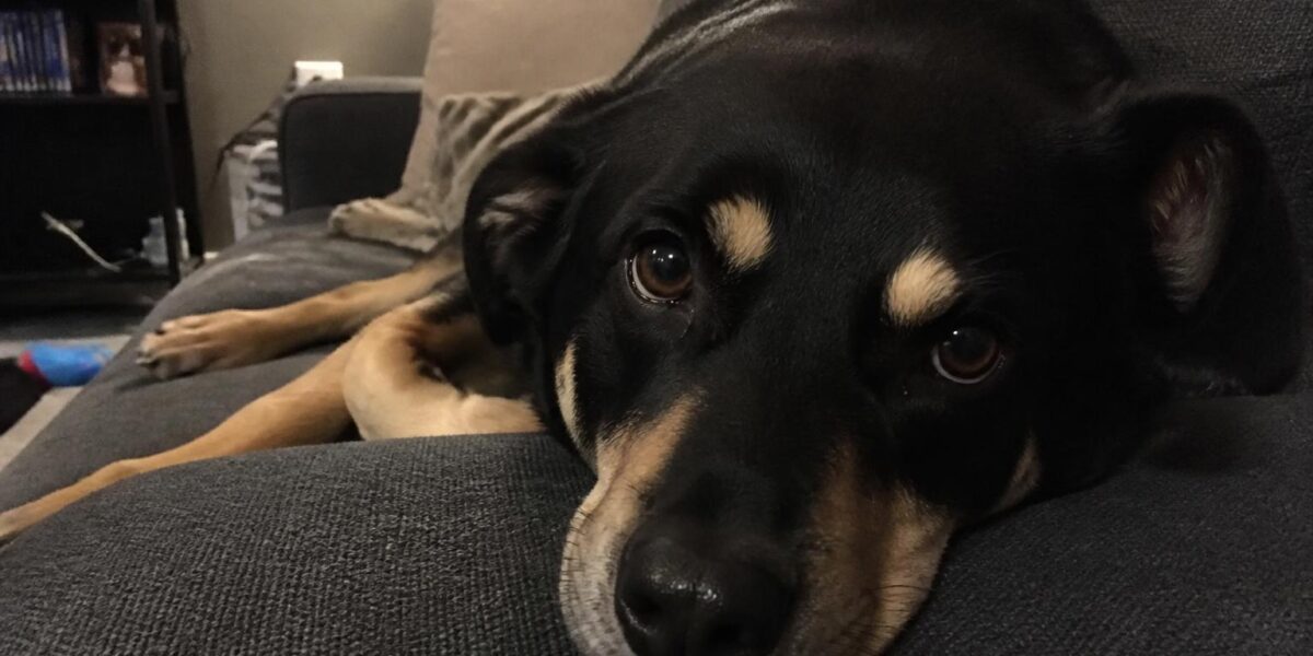 Thunderstorm Anxiety in Singapore Dogs: Coping Strategies