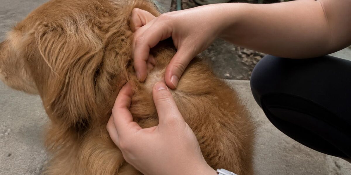 Tick Fever and Ehrlichiosis in Singapore Dogs