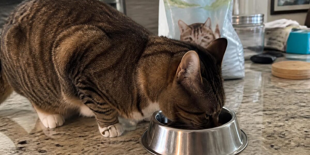 Tiki Cat Food Review: Honest Pros and Cons