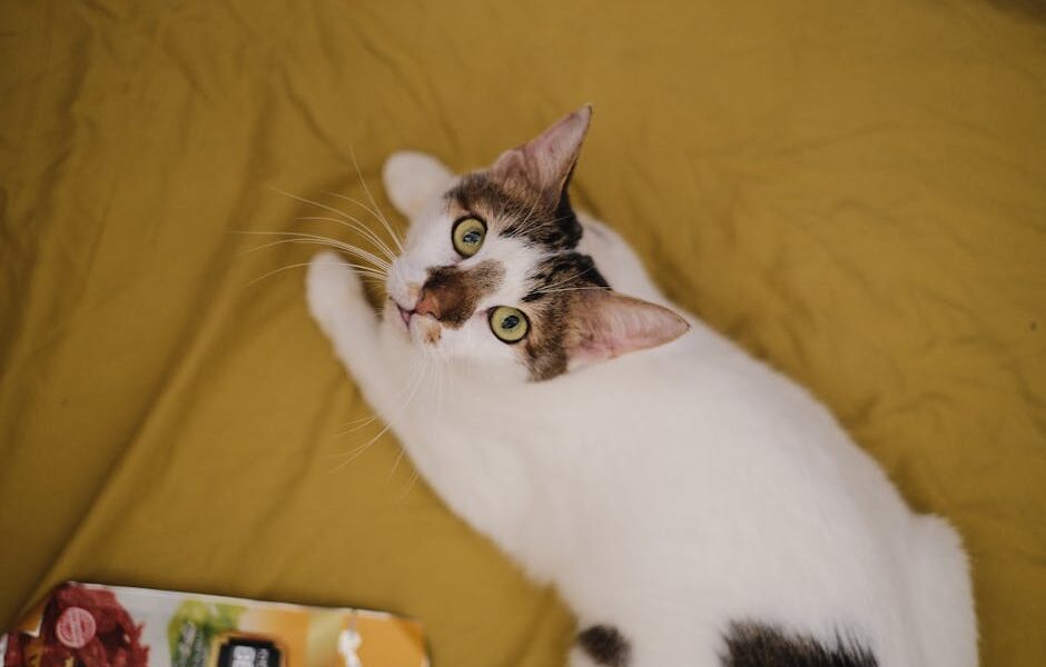 Close-up of a cute tabby cat lying on a yellow blanket, looking at the camera.