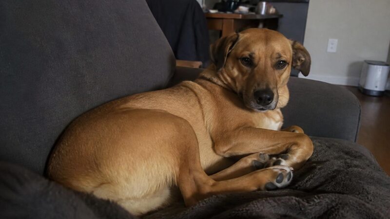 Toy Breed Rescues: Where the Pocket Pups Go