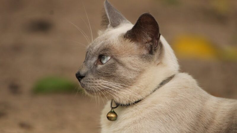 A profile shot of a Siamese cat with a collar, highlighting its striking features.