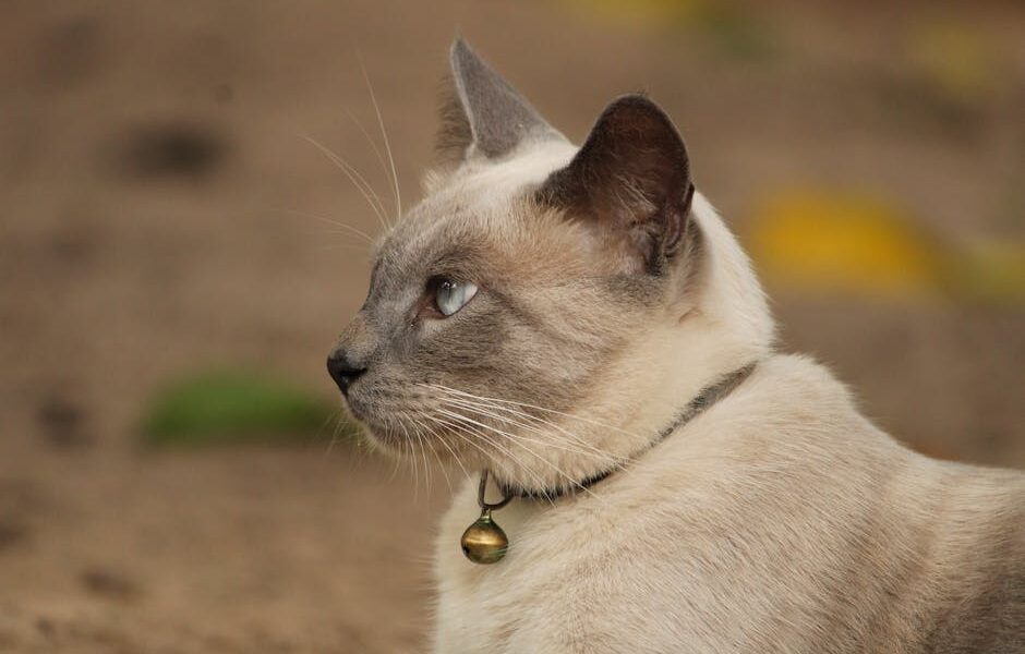 A profile shot of a Siamese cat with a collar, highlighting its striking features.