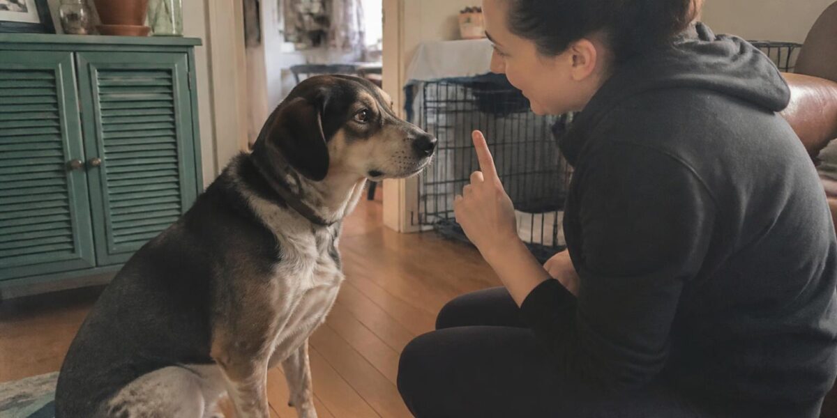 Training Cues for a Newly Adopted Blind Dog