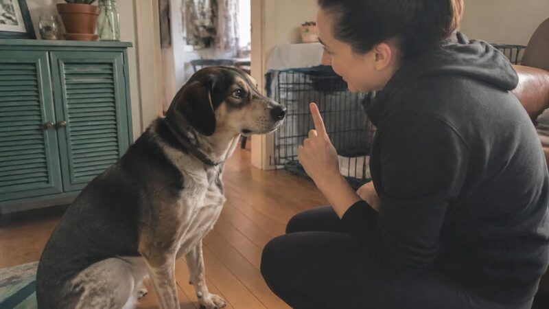Training Cues for a Newly Adopted Blind Dog
