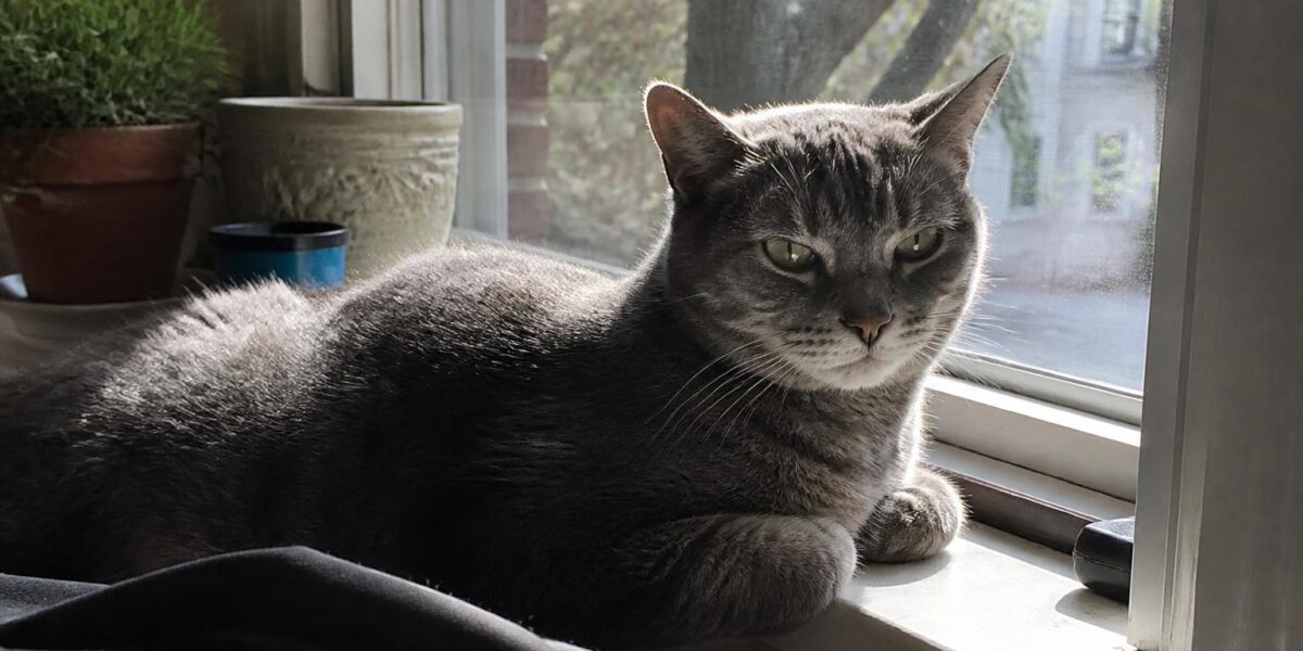 Transitioning Adult to Senior Food: Cat Guide