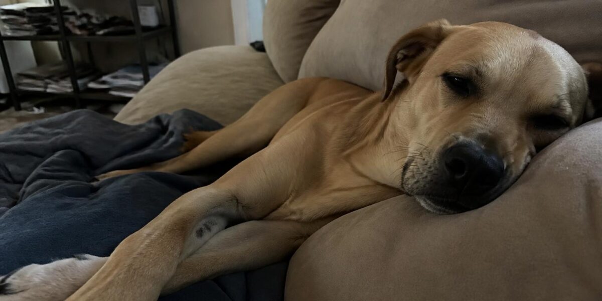 Transitioning Puppy to Adult Food: When and How
