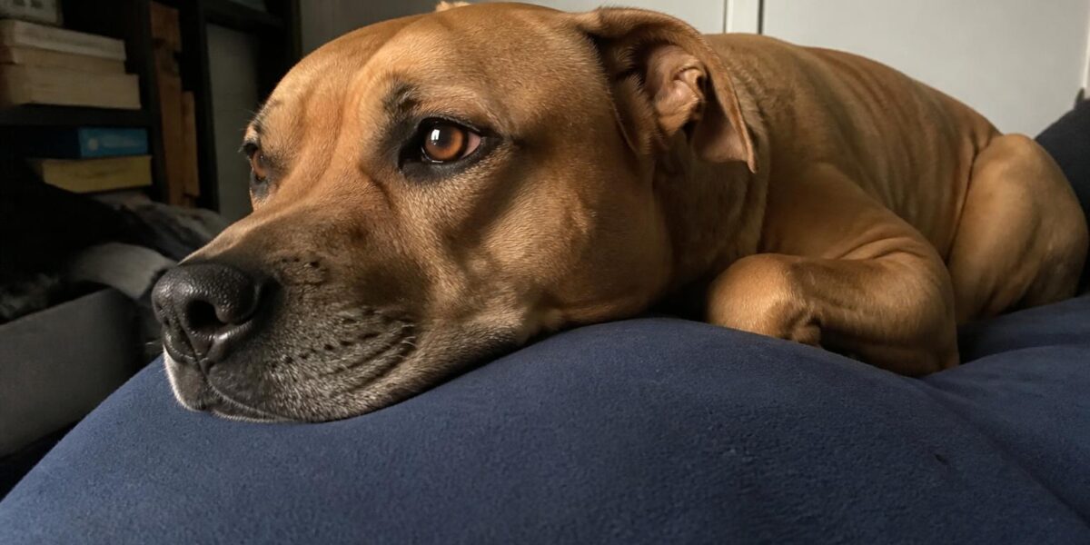 Transport Rescue: How Pets Travel from Overcrowded Shelters