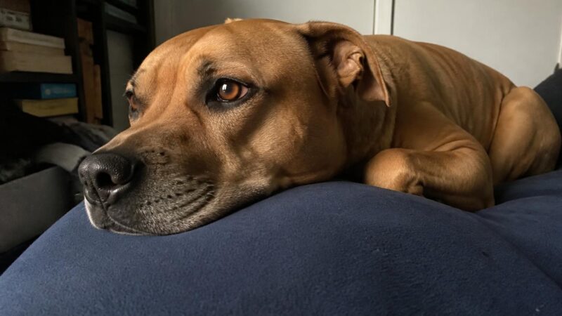 Transport Rescue: How Pets Travel from Overcrowded Shelters