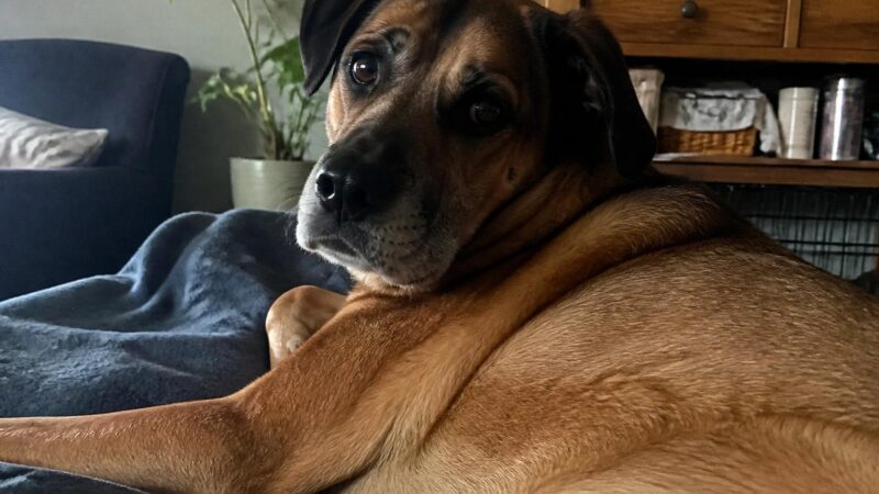 Traveling with Multiple Pets: Logistics and Stress