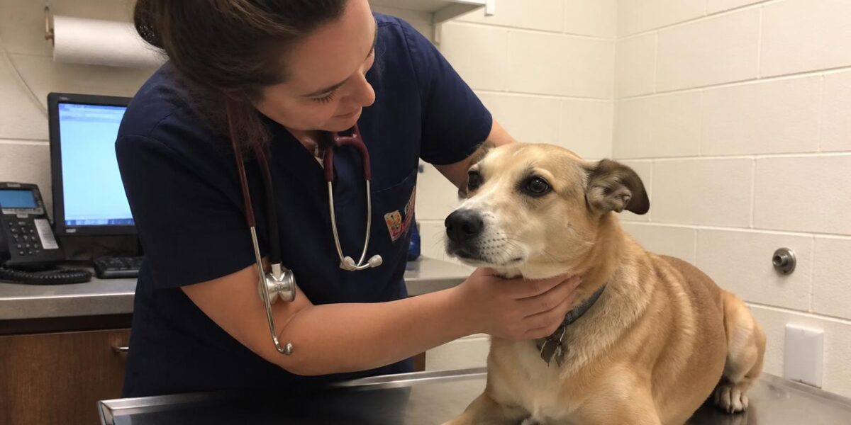 Trazodone for Dogs: Uses, Dosage, Side Effects & Safety