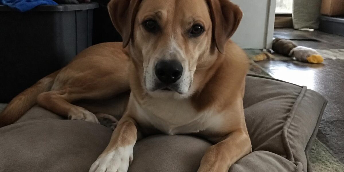 Tripod and Amputee Rescue Networks: Three-Legged Champions