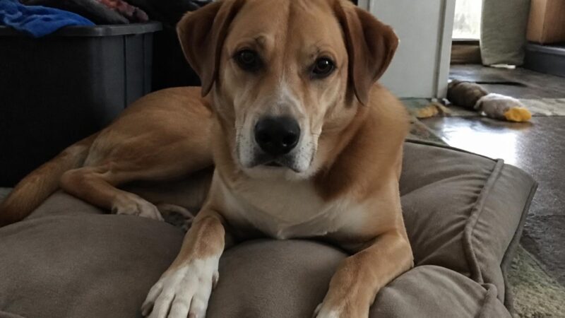 Tripod and Amputee Rescue Networks: Three-Legged Champions