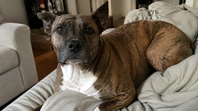 Tripod Dog Life Expectancy and Quality of Life