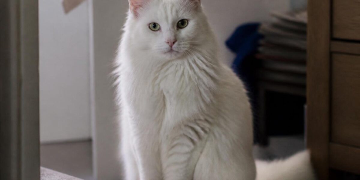 Turkish Angora Cat Breed Profile: The Graceful, Spirited Treasure