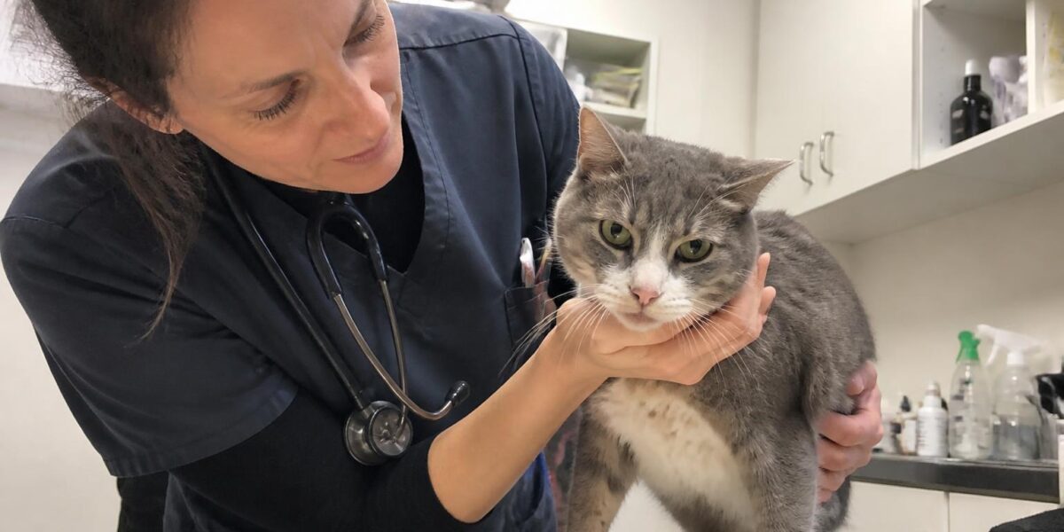 Vaccine-Associated Sarcoma Prevention in Cats: Site Selectio