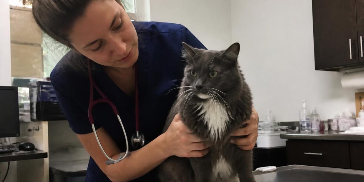 Vaccine Titer Testing for Cats: Antibody Levels and Booster