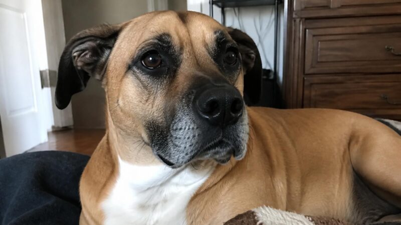 Walk-Up Apartment Pet Adoption: Stairs Senior Pets and Reality Check