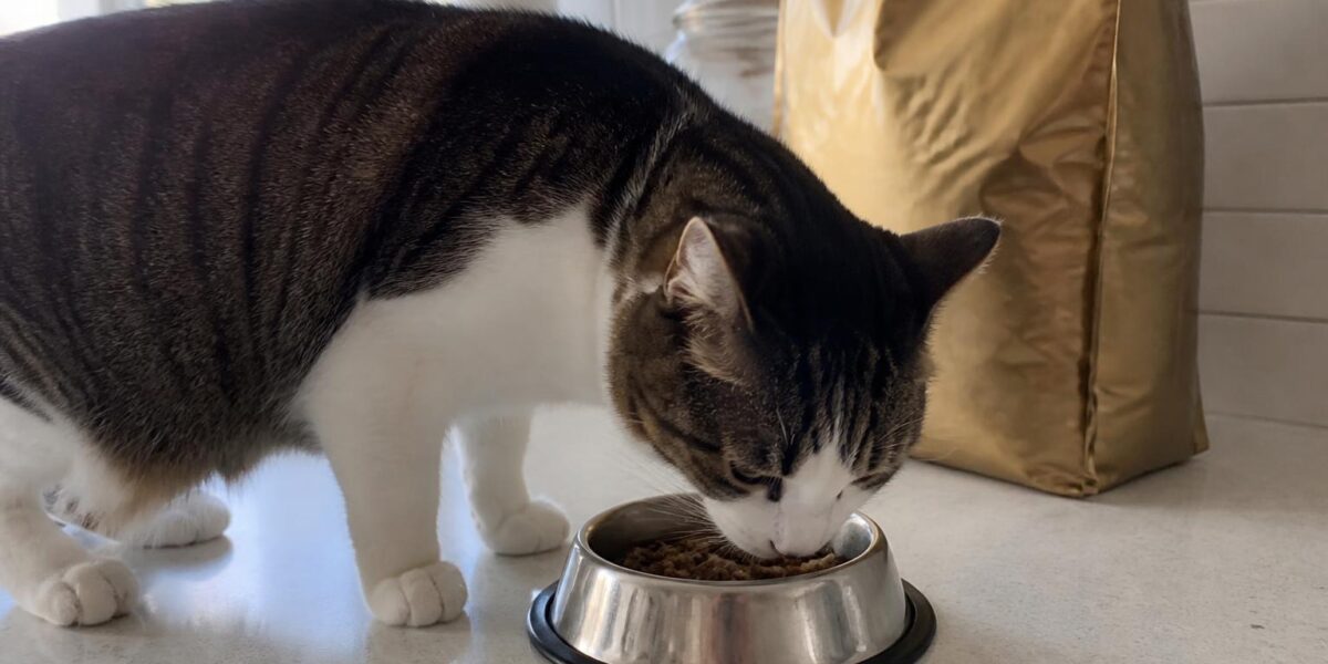 Wellness CORE Cat Food Review: Honest Pros and Cons