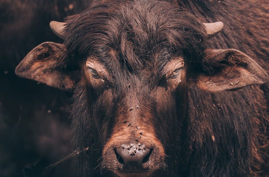 Intense close-up shot of a water buffalo with a striking gaze, showcasing its rugged features.