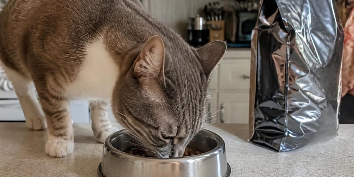 Wet vs Dry Cat Food: Which Is Better for Your Cat?