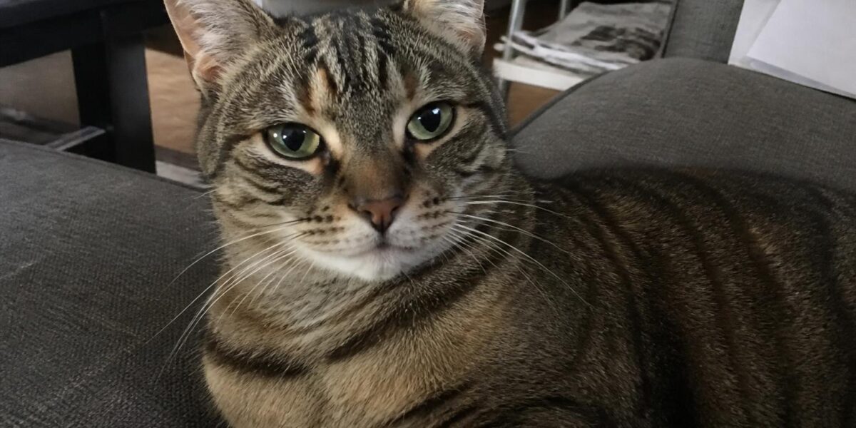 What to Expect When Adopting a Cat: A Complete Timeline