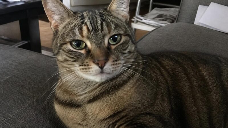 What to Expect When Adopting a Cat: A Complete Timeline