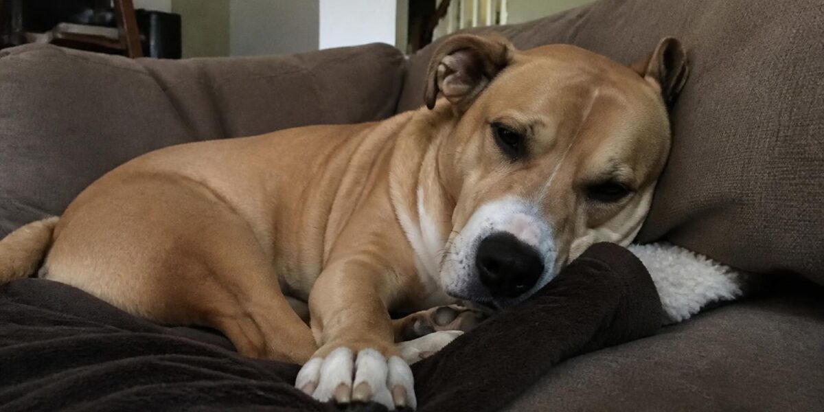 What to Expect the First Week With a Rescue Dog