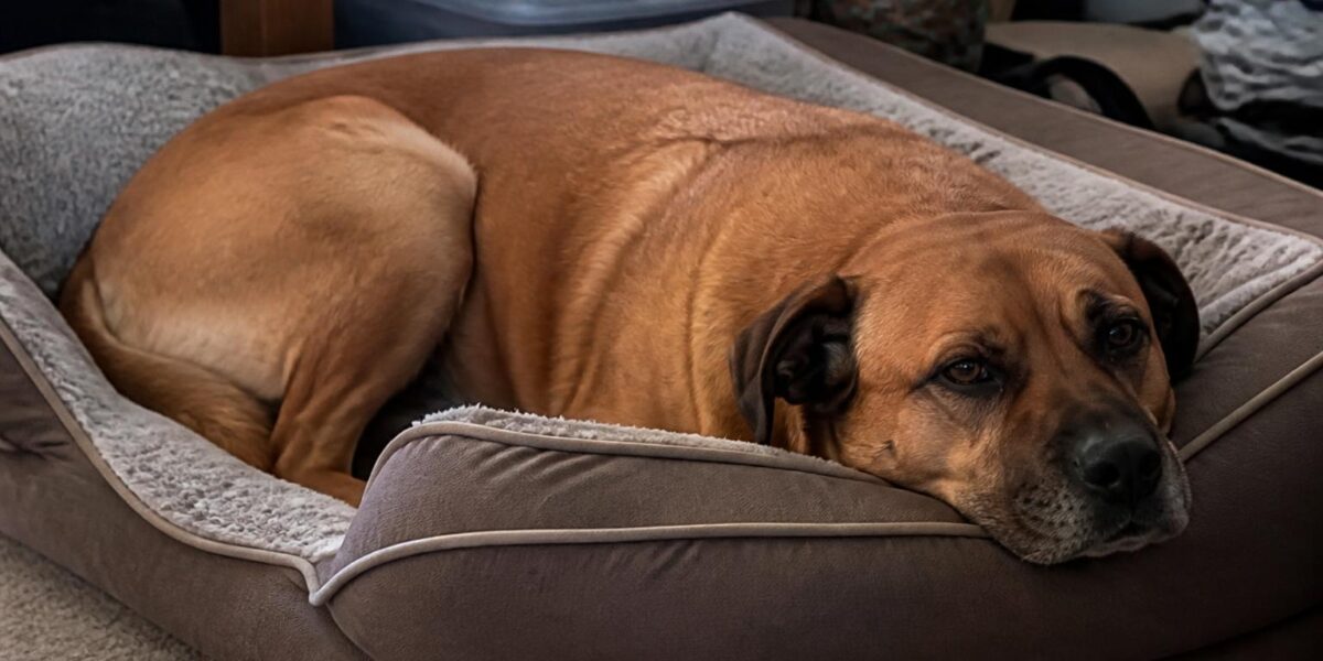 What to Expect the First Week With a Rescue Dog
