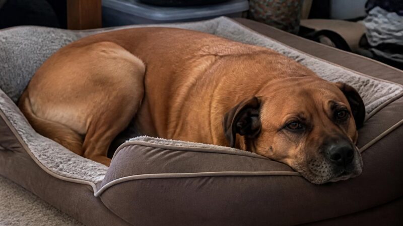 What to Expect the First Week With a Rescue Dog