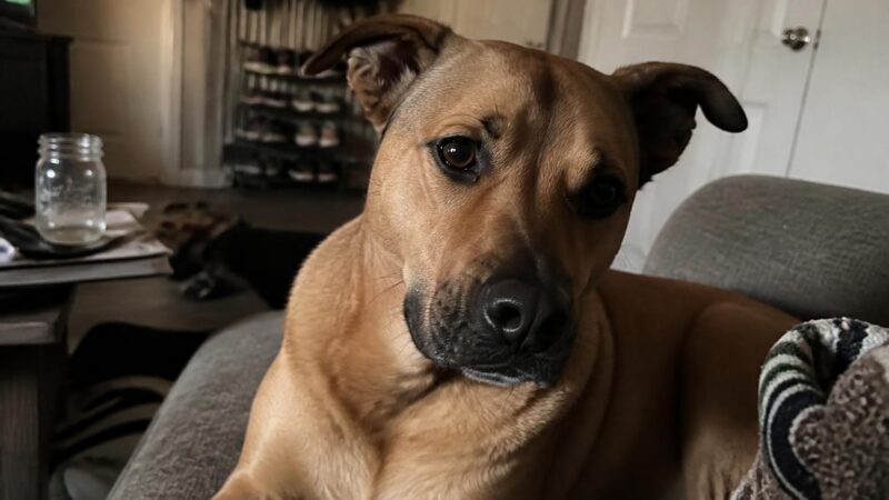 What to Know Before Adopting a Puppy: Supplies, Training, and Vet Visits