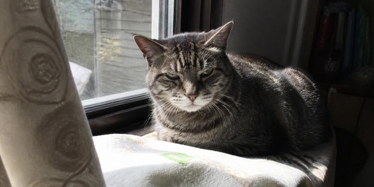 When Is a Cat Considered Senior: AAFP Life Stages