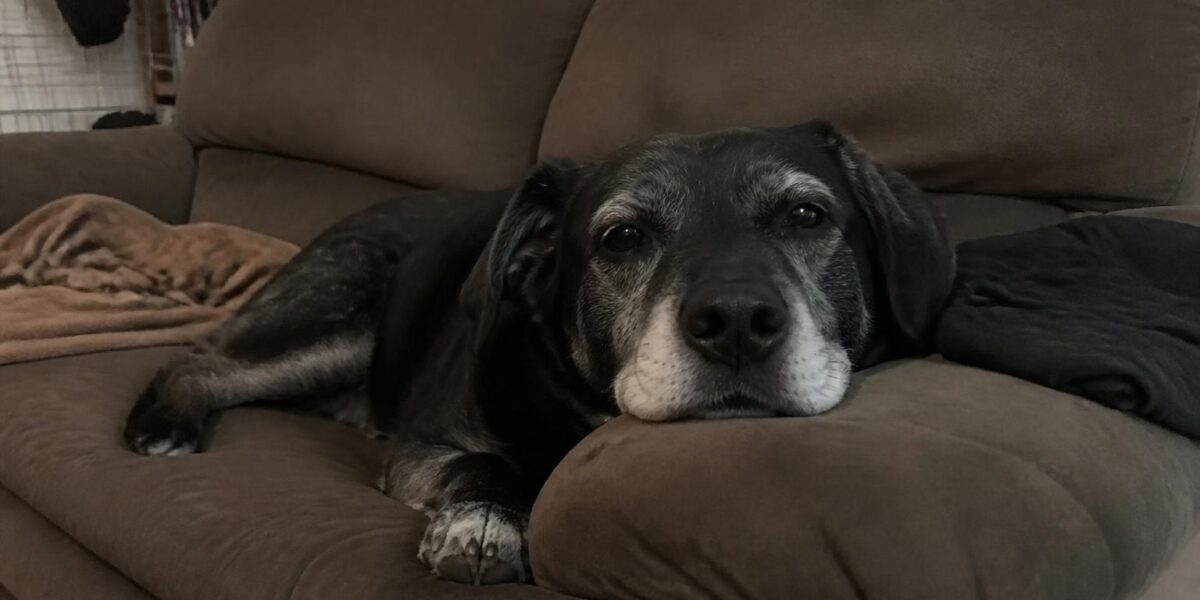 When Is a Dog Considered Senior: Breed Size and Age Guide