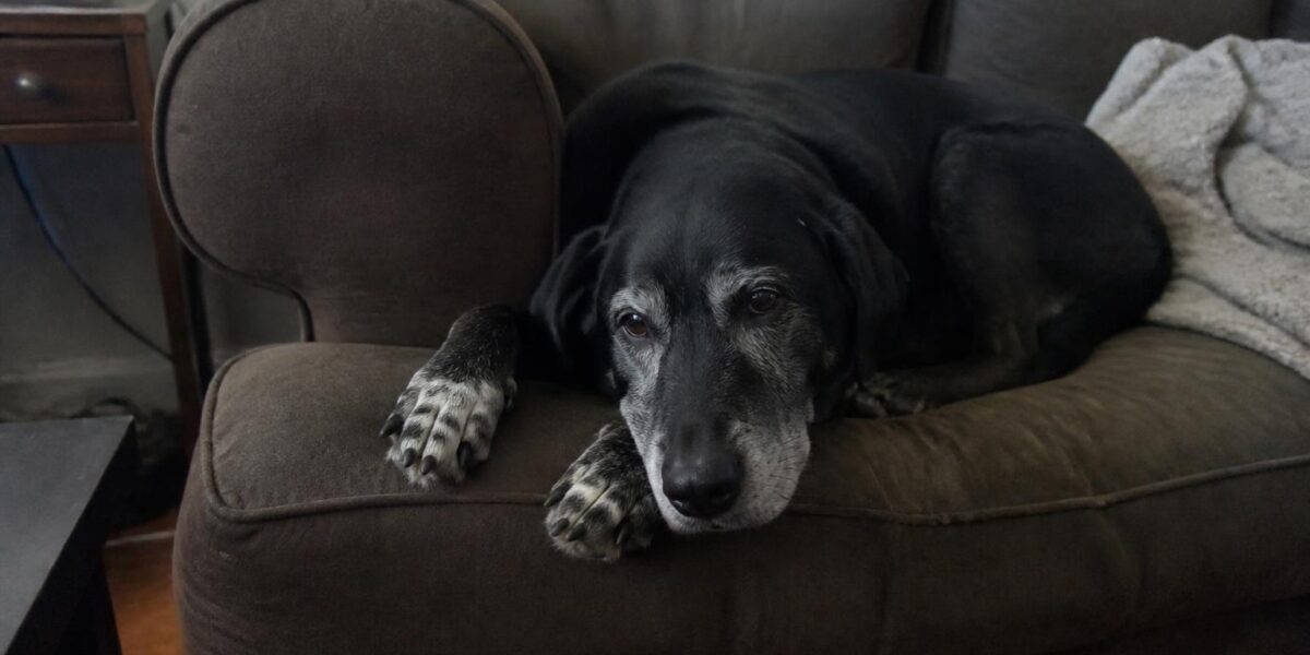 When to Euthanize a Senior Dog: Quality of Life Decisions