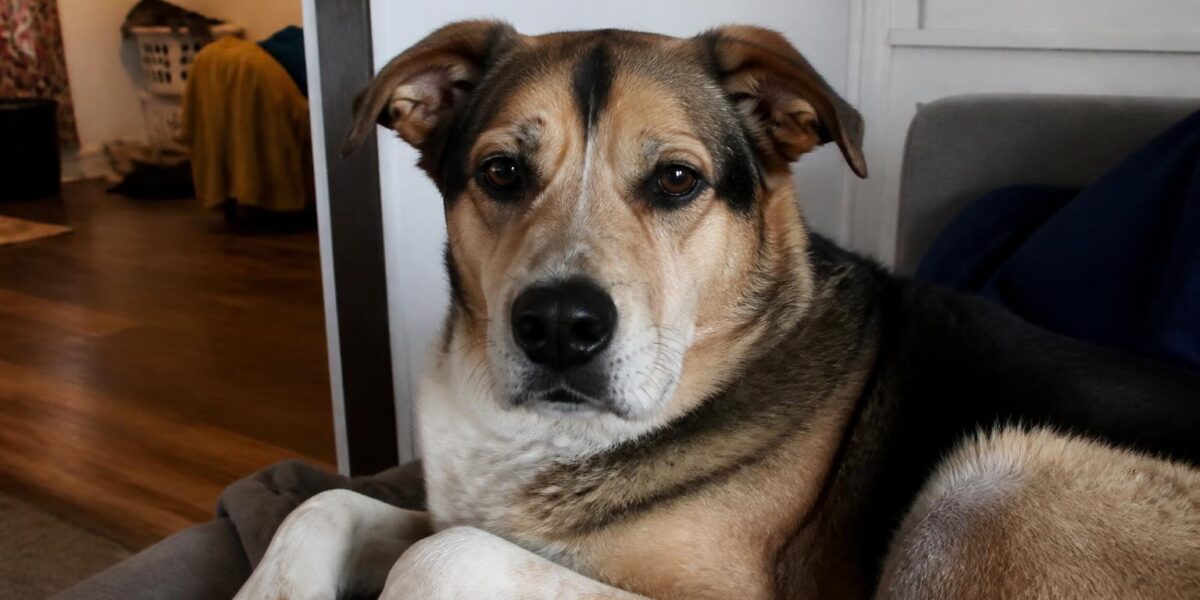 When to Euthanize a Dog: A Compassionate Quality of Life Guide