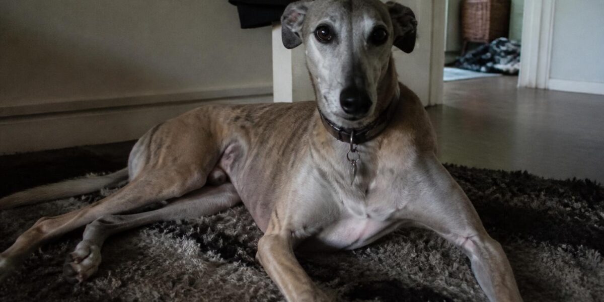 When to Stop Adding Pets to Your Household