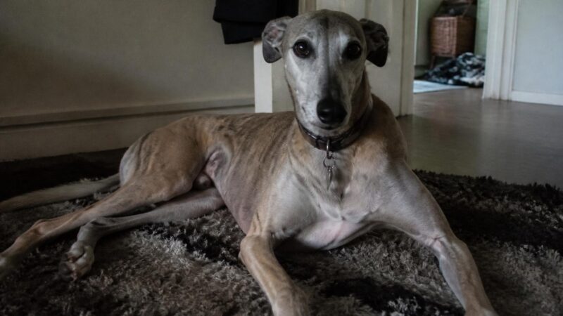 When to Stop Adding Pets to Your Household