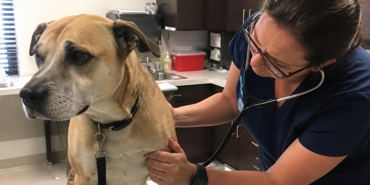 Whipworm Infection in Dogs: Trichuris Diagnosis and Treatmen