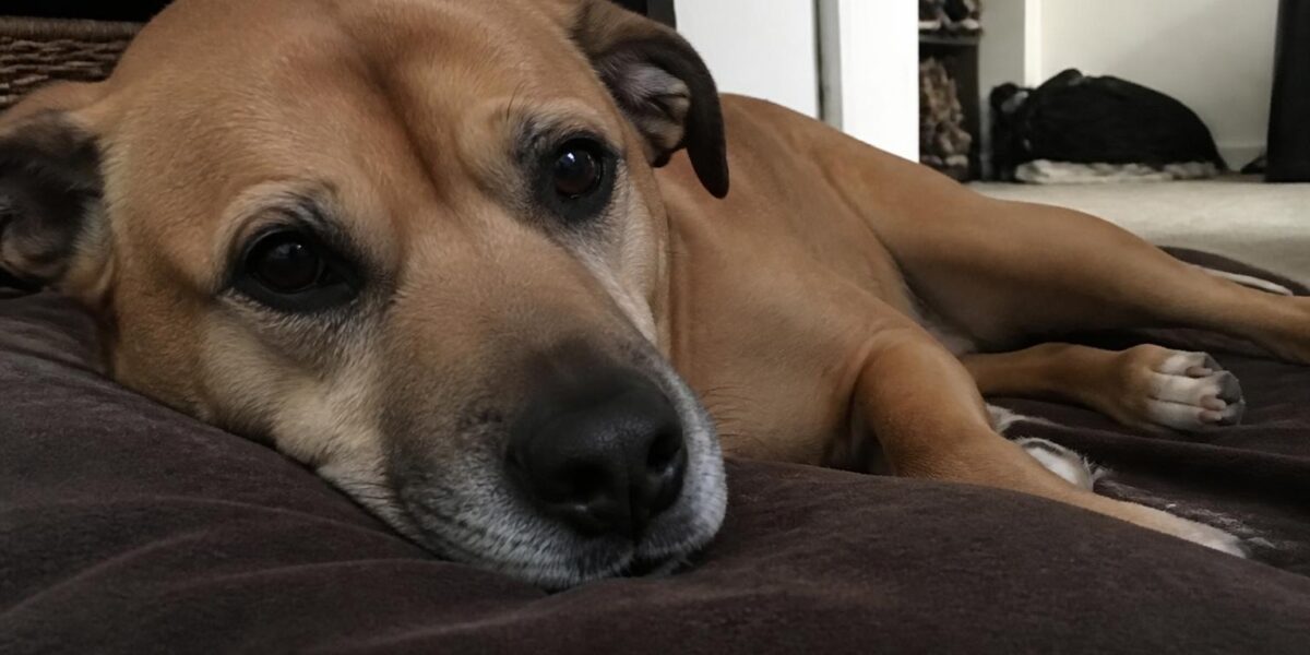 Why Adopt a Pet? The Life-Changing Benefits of Rescue Animals